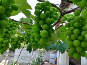 A produção de uvas no mundo é muito explorada, mas, apesar disso, o consumo dessa fruta ainda é muito pouco difundido, sendo mais comum nas épocas de datas comemorativas.