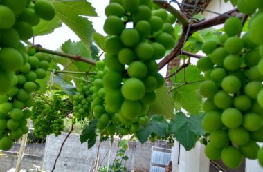 Uvas