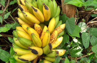 Banana Como Uso Medicinal
